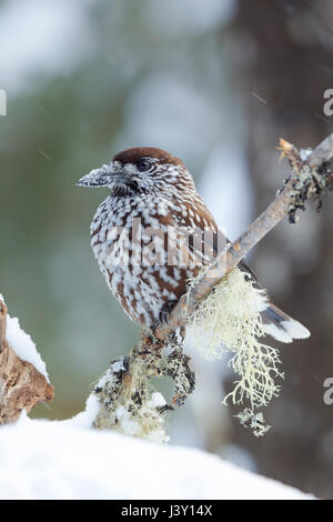 The spotted nutcracker, Eurasian nutcracker, or just nutcracker, Latin name Nucifraga caryocatactes, perched in a tree during winter with snow falling Stock Photo
