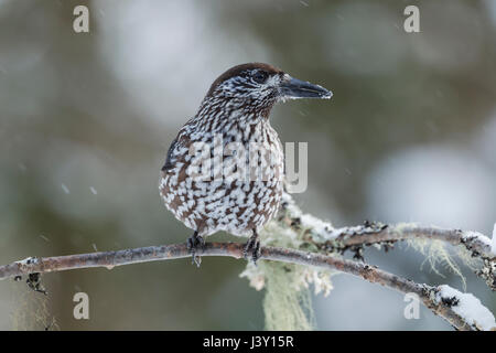 The spotted nutcracker, Eurasian nutcracker, or just nutcracker, Latin name Nucifraga caryocatactes, perched in a tree during winter with snow falling Stock Photo