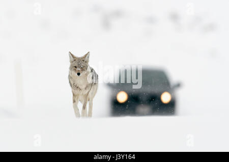 Coyote ( Canis latrans ), in winter, high snow, walking on a road, followed by a car, seems to be totally undisturbed, Yellowstone NP, Wyoming, USA. Stock Photo