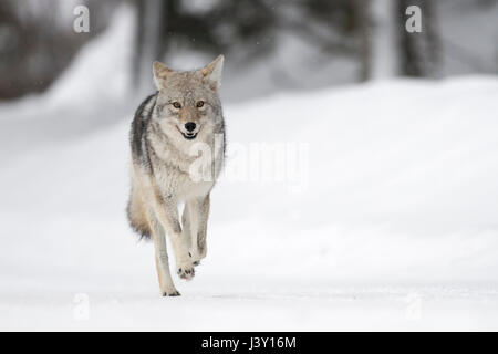 Coyote ( Canis latrans ) in winter, high snow, in a hurry, running, frontal view, seems to be happy, looks funny, Yellowstone NP, Wyoming, USA. Stock Photo