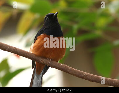 Male Southeast Asian White-rumped Shama bird (Copsychus malabaricus), ranging from India to  Indochina and Indonesia. Stock Photo