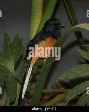 Male Southeast Asian White-rumped Shama bird (Copsychus malabaricus), ranging from India to  Indochina and Indonesia. Stock Photo