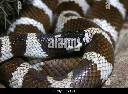 Black and white California Kingsnake ( Lampropeltis Californiae, Lampropeltis getula californiae) in closeup Stock Photo