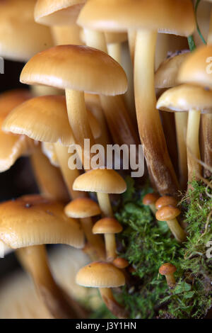 Flammulina velutipes, also known as the winter mushroom. Stock Photo