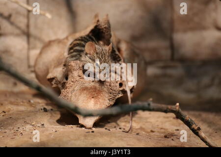 Striped grass mice (Lemniscomys species) sitting in a skull. Stock Photo