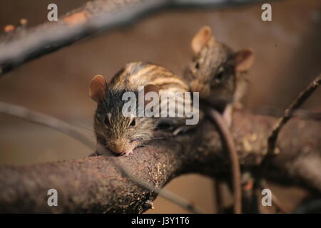 Two striped grass mice (Lemniscomys species) on a twig. Stock Photo