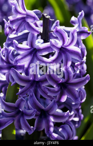 Hyacinthus orientalis 'Blue Jacket' Stock Photo