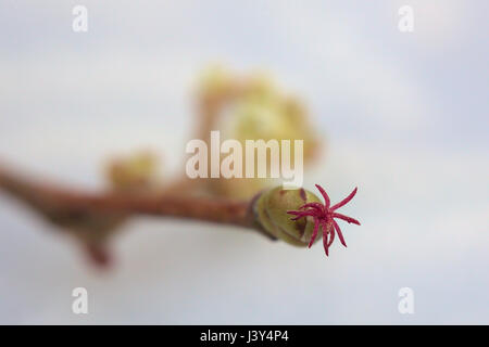 High magnification of hazel (Corylus) bud with female blossom. Stock Photo