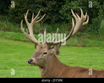 Red Deer stag at the Bowland Wild Boar Park, Chipping, Preston, Lancashire. Stock Photo