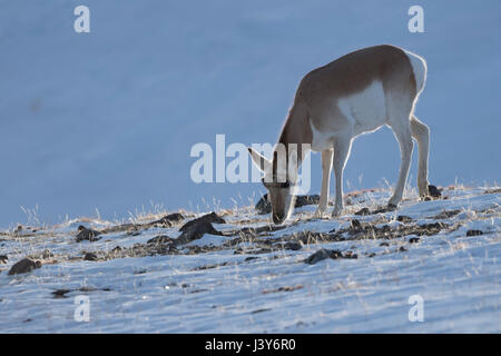 Pronghorn ( Antilocapra americana ) in winter, feeding on dry grasses, in last grazing light, rocky hillside, Yellowstone National Park, USA. Stock Photo