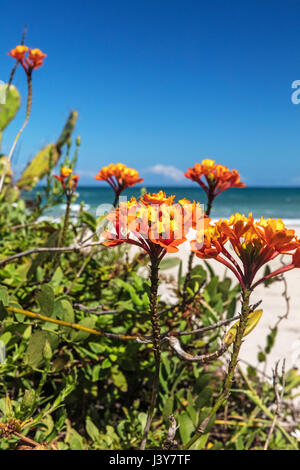 Close up of orange flowers by beach, Florianopolis, Santa Catarina, Brazil Stock Photo