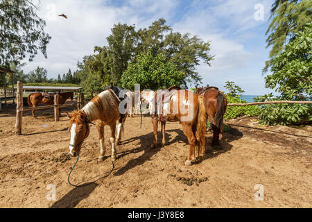 Kahuku Hawaii, Nov, 17 2015: Horses wait to take tourists for a ride at the Turtle Bay Resort stables on the north shore of Oahu Hawaii Stock Photo