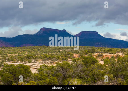 Bears Ears Buttes and the surrounding pinyon-juniper forest in Bears Ears National Monument, viewed from within Natural Bridges National Monument, sou Stock Photo