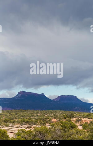 Bears Ears Buttes and the surrounding pinyon-juniper forest in Bears Ears National Monument, viewed from within Natural Bridges National Monument, sou Stock Photo