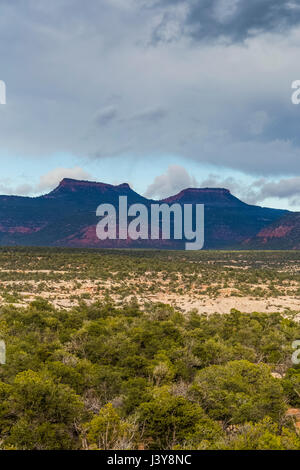 Bears Ears Buttes and the surrounding pinyon-juniper forest in Bears Ears National Monument, viewed from within Natural Bridges National Monument, sou Stock Photo