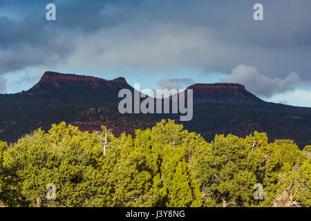 Bears Ears Buttes and the surrounding pinyon-juniper forest in Bears Ears National Monument, viewed from within Natural Bridges National Monument, sou Stock Photo