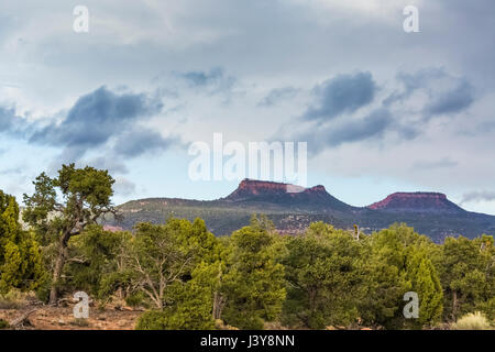 Bears Ears Buttes and the surrounding pinyon-juniper forest in Bears Ears National Monument, viewed from within Natural Bridges National Monument, sou Stock Photo