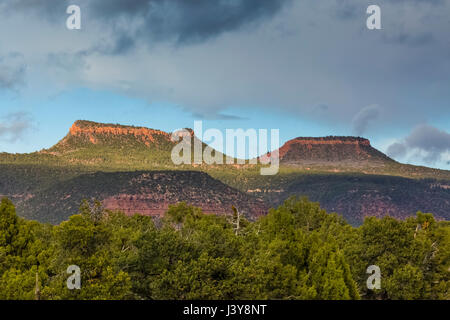 Bears Ears Buttes and the surrounding pinyon-juniper forest in Bears Ears National Monument, viewed from within Natural Bridges National Monument, sou Stock Photo