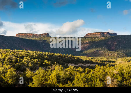 Bears Ears Buttes and the surrounding pinyon-juniper forest in Bears Ears National Monument, viewed from within Natural Bridges National Monument, sou Stock Photo