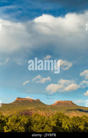 Bears Ears Buttes and the surrounding pinyon-juniper forest in Bears Ears National Monument, viewed from within Natural Bridges National Monument, sou Stock Photo