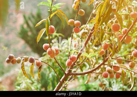 Growing orange peach fruits on farm tree close-up in sunny light. Peach fruit branch Stock Photo