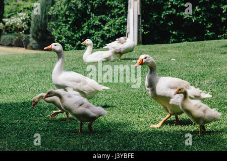 Group of white geese on green lawn Stock Photo