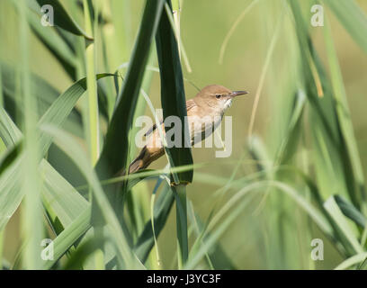 Clamorous reed warbler acrocephalus stentoreus perched on reeds along the banks of a river Stock Photo