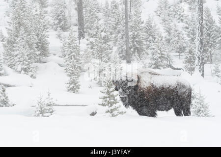 American Bison ( Bison bison ) in winter, old bull covered with snow during heavy snowfall, in typical surrounding of Yellowstone National Park, USA. Stock Photo