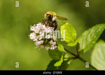 Working bee on a flower,green leaves in the background Stock Photo