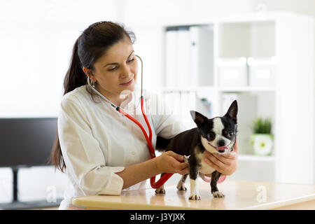 Veterinarian doctor and Chihuahua dog at vet ambulance Stock Photo