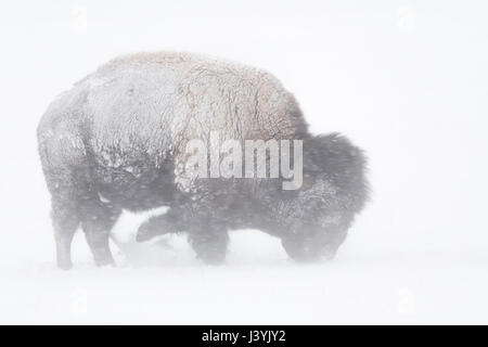 American Bison / Amerikanischer Bison ( Bison bison ) during blizzard, rolling snow, pawing the snow, searching for food, Yellowstone NP, Wyoming,USA. Stock Photo