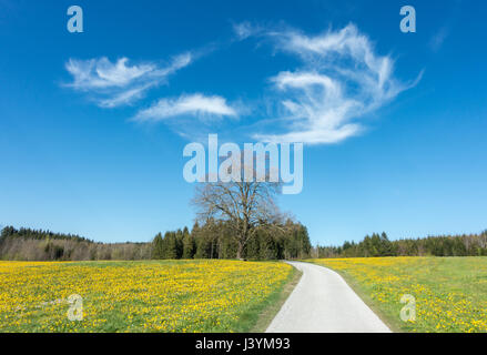 Trail across beautiful dandelion flower meadow and a big tree Stock Photo