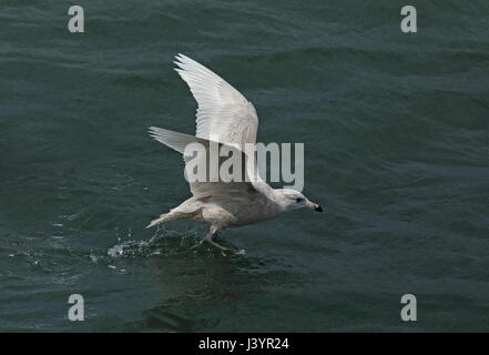 Glaucous Gull (Larus hyperboreus) first winter taking off from sea  Choshi, Chiba Prefecture, Japan         February Stock Photo