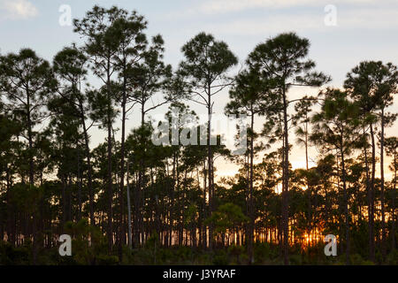 Pine forest on Abaco Island Bahamas Stock Photo - Alamy