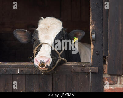 A young bull looking over a wooden door, Preston, Lancashire. Stock Photo