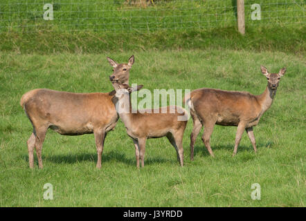Red Deer at the Bowland Wild Boar Park, Chipping, Preston, Lancashire. Stock Photo