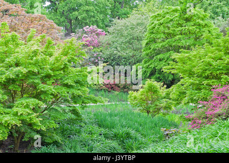 Lush English garden with flowering pink rhododendron, red azalea, and variety of trees in different shades of green. Stock Photo