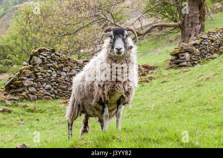 A swaledale sheep is standing on a slope before a drystone wall in the English Lake District. The ewe is interested and paying close attention. Stock Photo