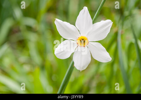 The flower of a white narcissus poeticus in full bloom against a background of green leaves in a cottage garden in the English Lake District. Stock Photo