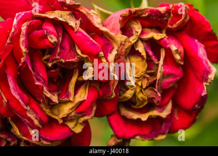 Faded red roses autumn fall blossom brown Stock Photo