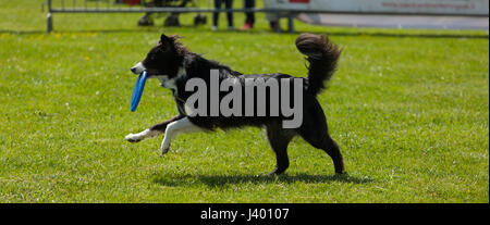 Border Collie dog palying with frisbee in outdoors park on green grass. Stock Photo