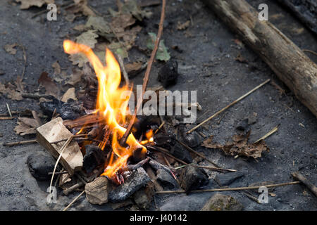 oak wood fire in a forest Stock Photo