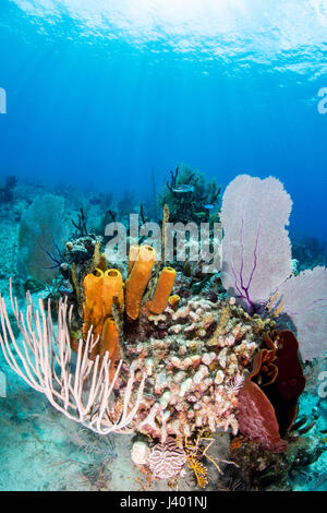 Sea fans, sponges and corals on a tropical reef Stock Photo