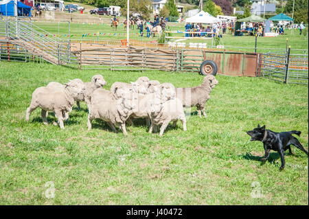 Sheep dog trials at a country show in Bombala are hotly contested. The winner is a source of pride for the dog's owner. Stock Photo