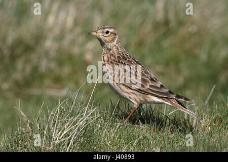 Skylark Alauda arvensis, perched on the ground in rough pasture, an adult in summer plumage looking alert. Stock Photo