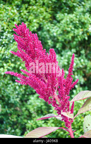 Amaranthus caudatus plant with pink flowers and red leaves
