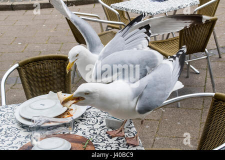 Close-up Detail of Two Hungry Sea Gulls on a Café Table Stealing Leftover Food from a Plate. Teignmouth Devon, England. Stock Photo