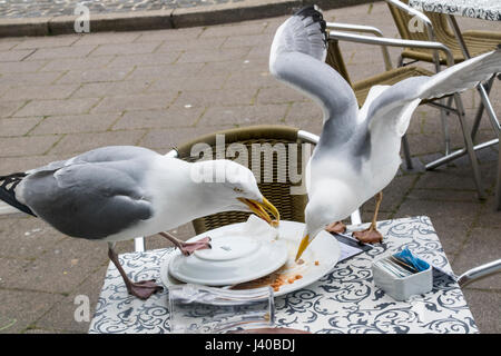 Close-up Detail of Two Hungry Sea Gulls on a Café Table Stealing Leftover Food from a Plate #2; Teignmouth Devon, England. Stock Photo