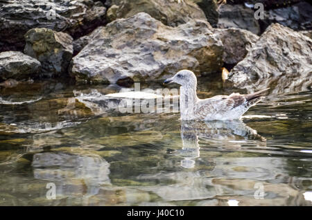 Herring Western sea Gull seagull swimming by rocks in Oxnard, California with reflection Stock Photo
