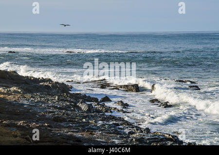 Central California coast with seagull flying over rocky beach in Big Sur Stock Photo
